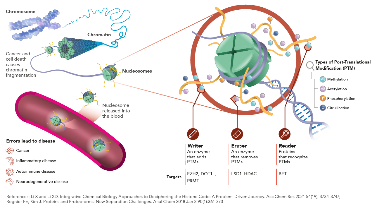 This image is an informative illustration depicting the process of chromatin modification and its relationship to disease. At the top, a chromosome unravels into a strand of chromatin, which further unwinds to show nucleosomes. These nucleosomes are illustrated as green spheres wrapped by a strand of DNA. A magnified view of a nucleosome shows the types of post-translational modifications (PTMs) that can occur on the histone proteins, such as methylation, acetylation, phosphorylation, and citrullination.  Below the nucleosome, there are three labeled entities: "Writer," "Eraser," and "Reader." The "Writer" is described as an enzyme that adds PTMs, with EZH2, DOT1L, and PRMT listed as targets. The "Eraser" is an enzyme that removes PTMs, with LSD1 and HDAC as examples. The "Reader" proteins recognize PTMs, with BET given as an example.  On the left side, it is indicated that cancer and cell death cause chromatin fragmentation, and nucleosomes can be released into the blood. This is linked to a list of diseases such as cancer, inflammatory disease, autoimmune disease, and neurodegenerative disease, suggesting that errors in this process lead to these conditions.  At the bottom, the references for the information are provided: Li X and Li XD. "Integrative Chemical Biology Approaches to Deciphering the Histone Code: A Problem-Driven Journey." Analytical Chemistry 2018 Jan 2;90(1):361-373; Regnier FE, Kim J. "Proteins and Proteoforms: New Separation Challenges." Analytical Chemistry 2018 Jan 2;90(1):374-397.