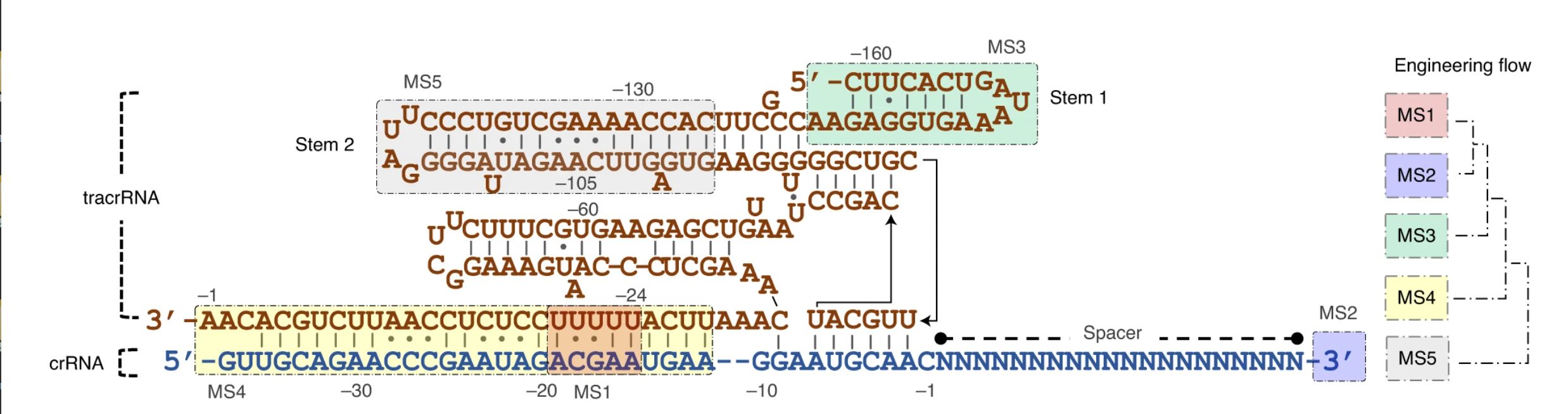 Overall gRNA remodeling strategy