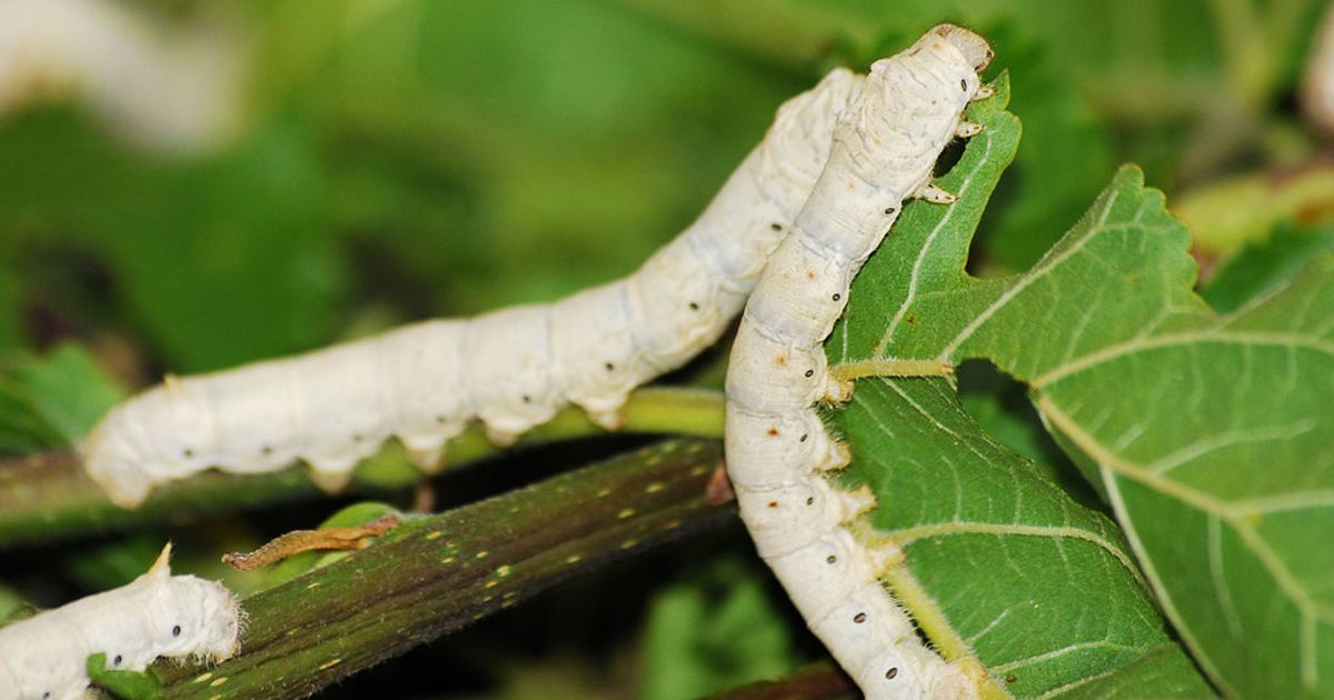 Genome Sequence Spells Out Lucrative History of Silkworm Domestication ...