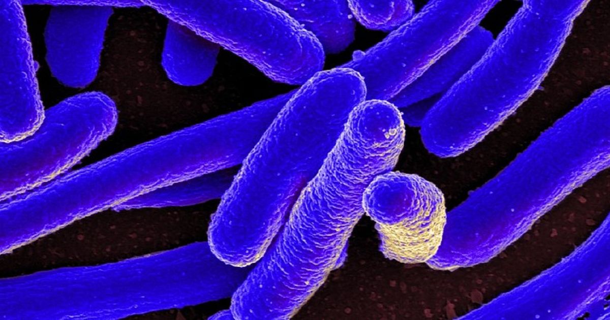 E. Coli Metabolic Gene Mutations Implicated in Antibiotic Resistance ...