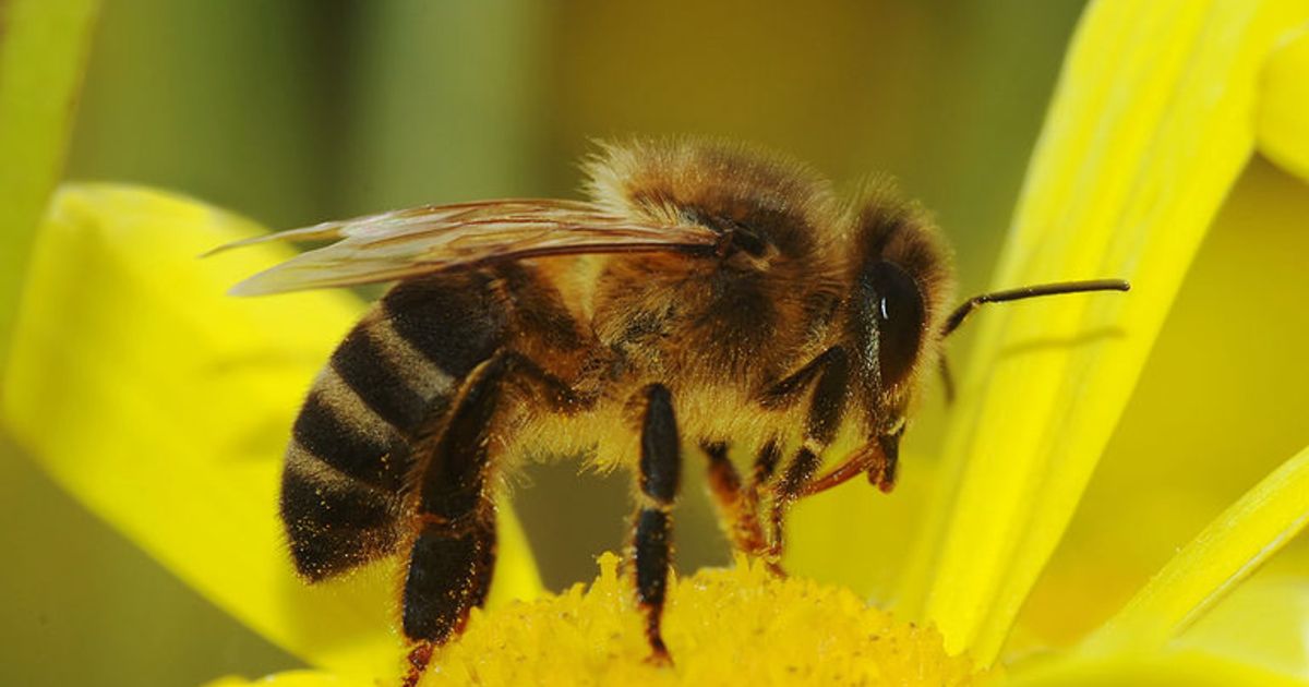 Comparative Genomics Provides Clues to Evolutionary Processes Behind ...