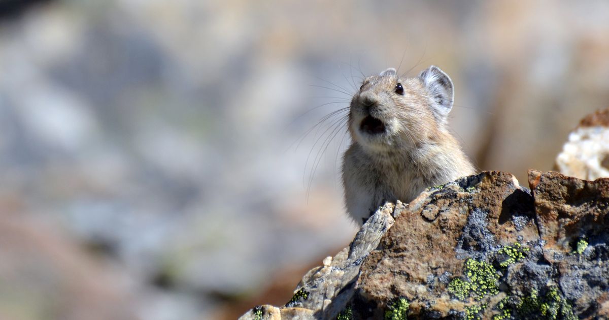 American Pika Research Shows Value of NGS in Conservation Genomics ...