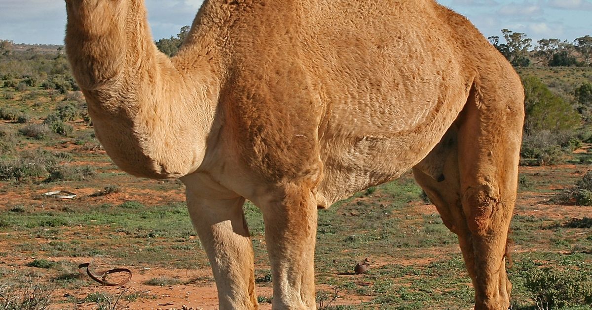 DNA Sequencing Traces Dromedary Domestication Origins | GenomeWeb