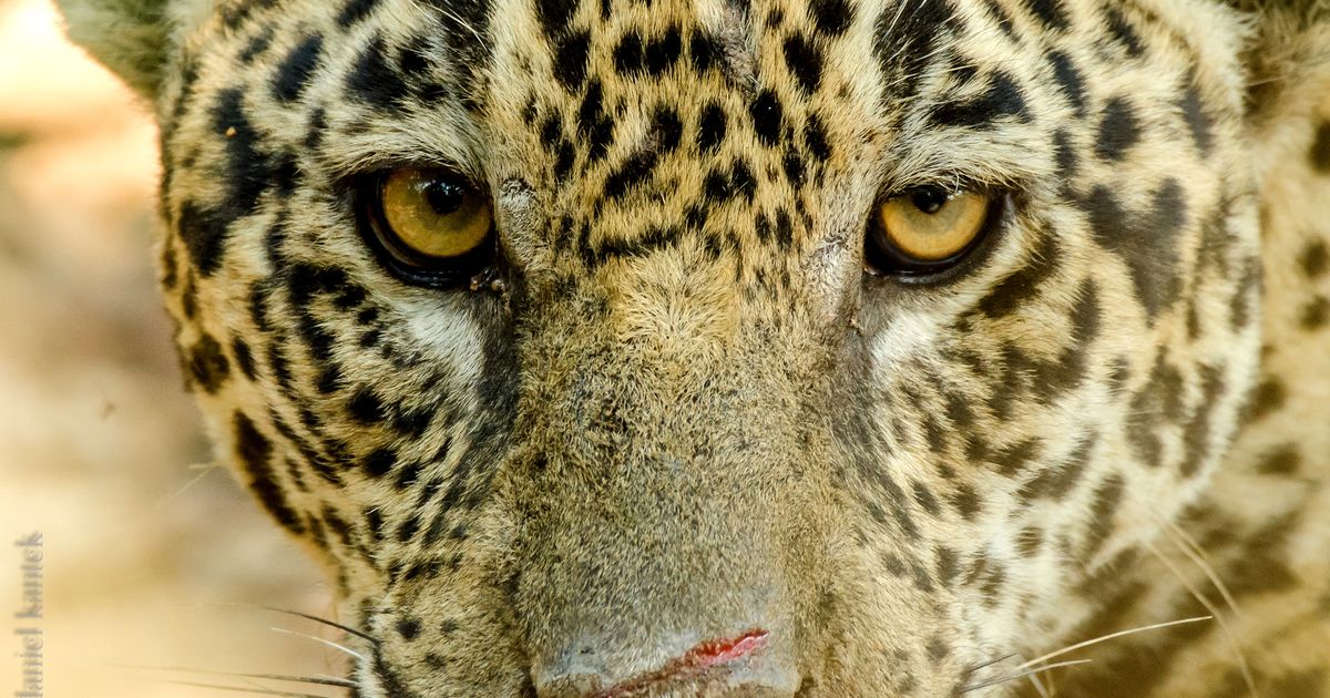 Big Cat Genomes Reveal Phylogenetic History | GenomeWeb Big Cat Genomes Reveal Phylogenetic History | GenomeWeb