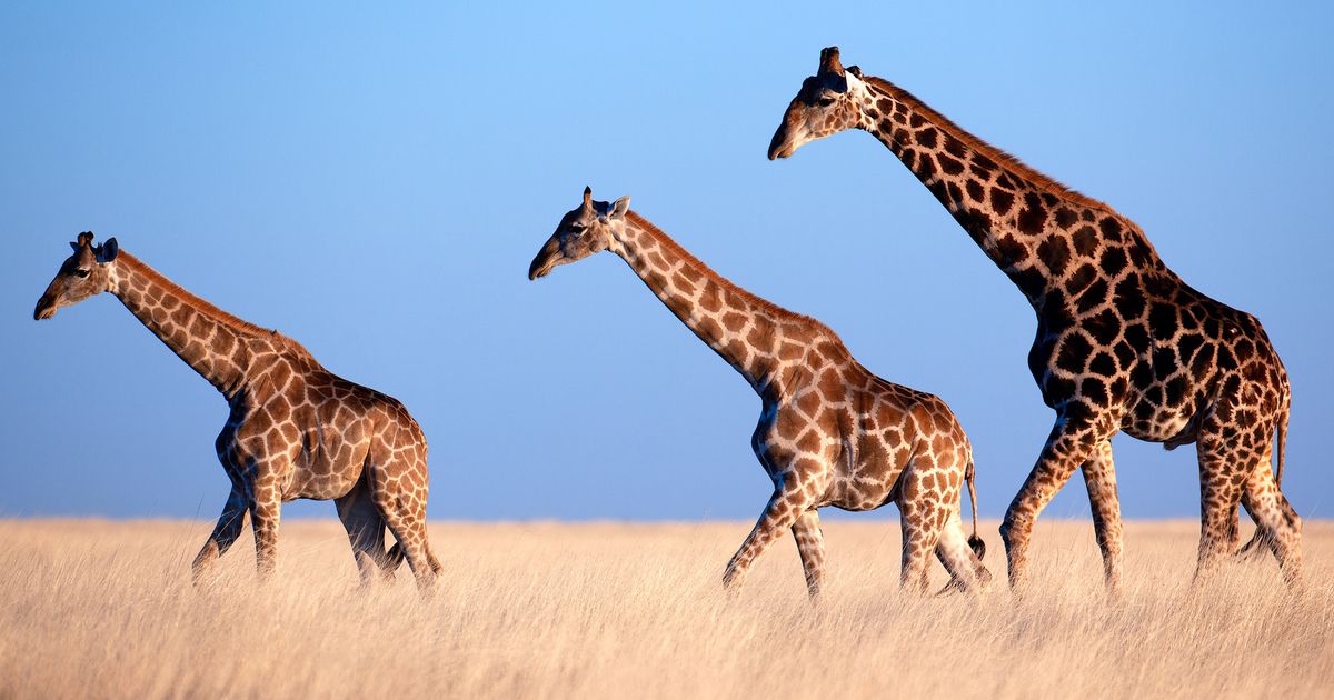 Giraffe Genome Assembly Functional Analyses Highlight Variants Linked