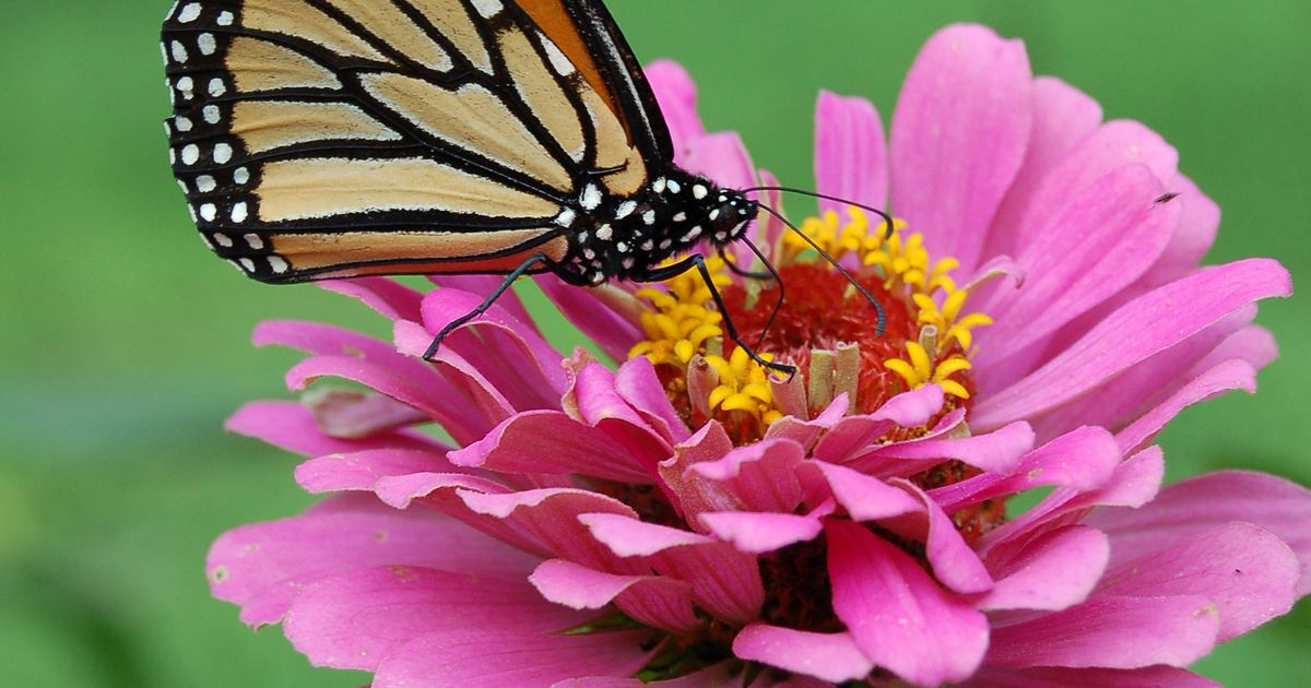 Study Finds Parasitoid Wasp, Symbiotic Virus Sequences in Butterfly