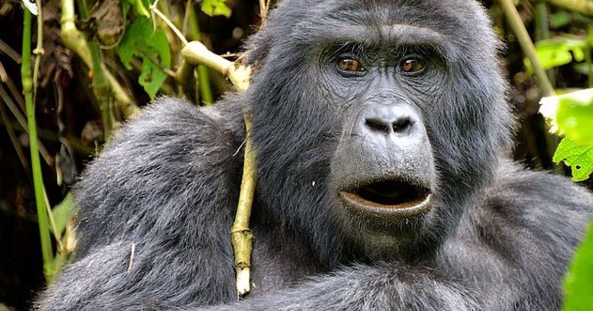 Mountain Gorilla Genomes Provide Clues to Population History ...