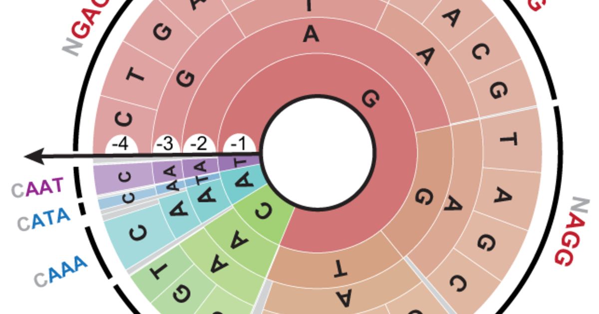 New Pam Site Discovery Method Reveals Complexity, Flexibility Of Crispr 