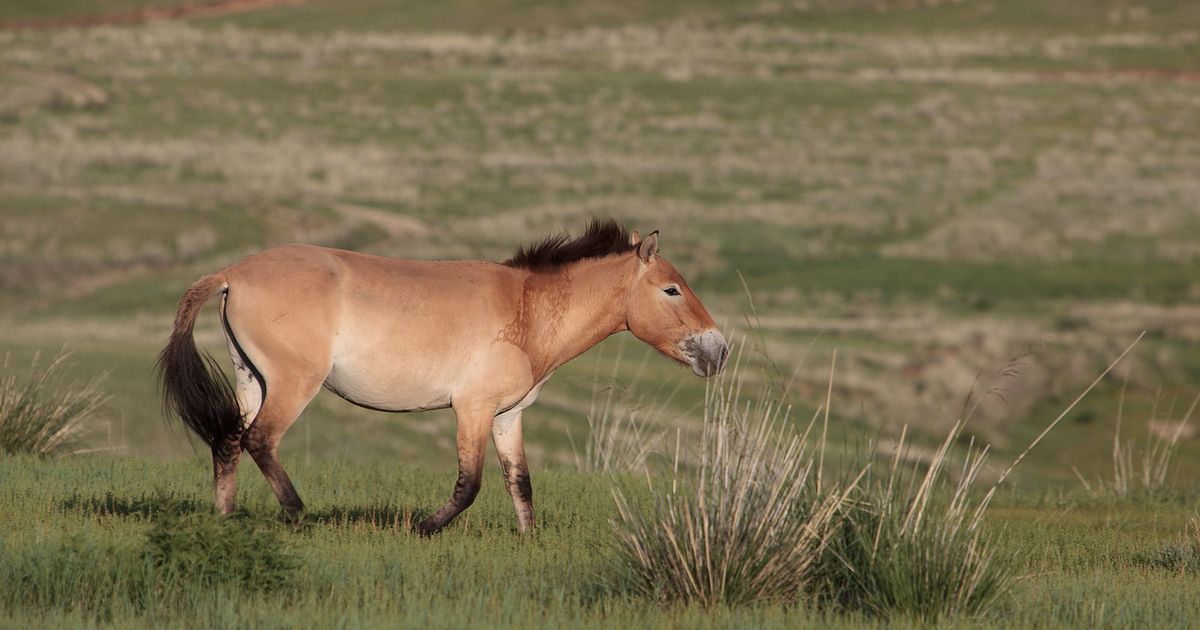 przewalski shorts