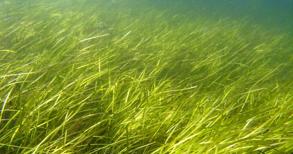 Seagrass Genome Elucidates How Flowering Plant Re-adapted to Marine ...