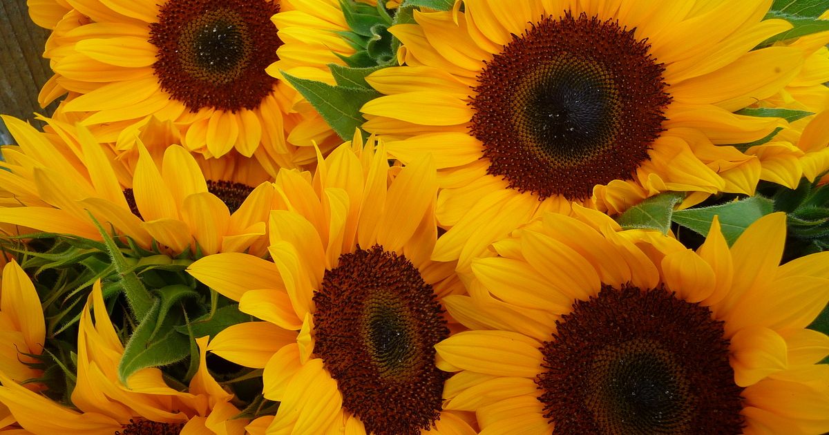 Sunflower Genome Reveals Evolutionary History, Oil Production Genes ...