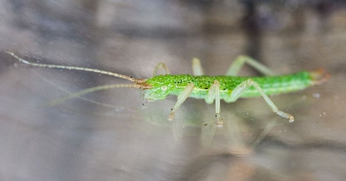 Spec Insect Small Genetic Changes May Hold Key to Formation of New Species | GenomeWeb