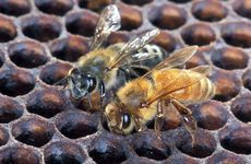 Africanized honey bee