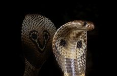 Indian Cobra Genome, Transcriptome Unearths Core Toxin Genes For ...