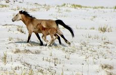 Horses in Kazakhstan