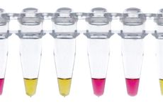 screening assay NEB colorimetric reagents