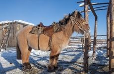 Yakutian horse
