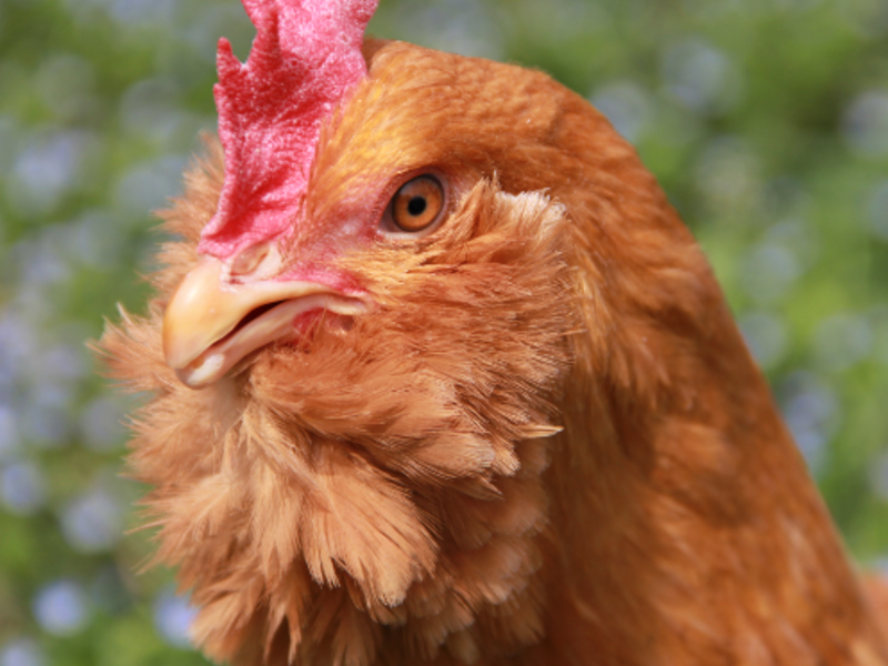 Structural Variation Gives Rise to Chicken Beards, Muffs Genomeweb