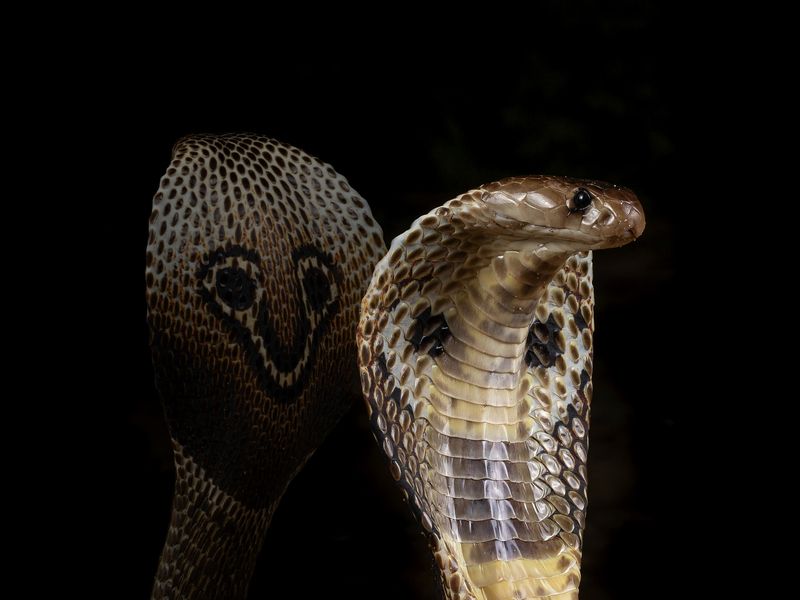 Indian Cobra Genome, Transcriptome Unearths Core Toxin Genes For ...