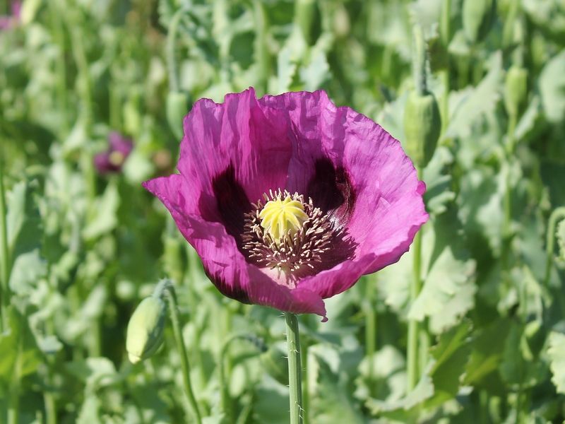 Opium Poppy Genome Provides Look at Painkiller Compound Evolution