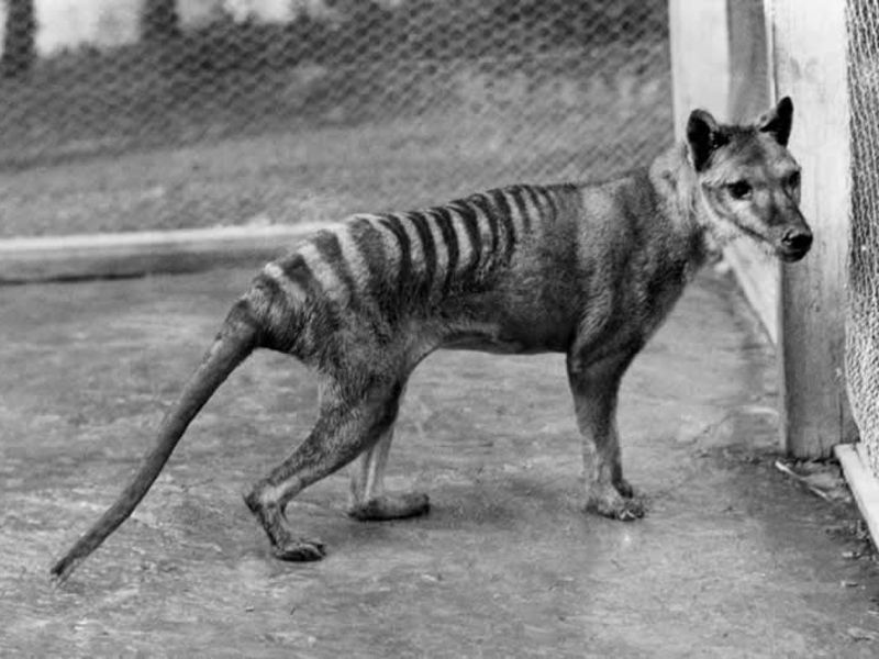 Tasmanian tiger genome offers clues to its extinction