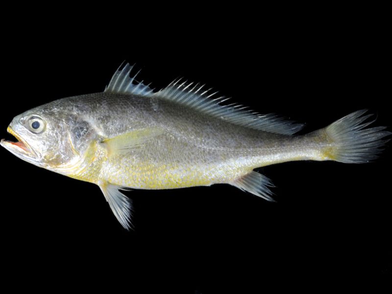 Large Yellow Croaker Genome Reveals Adaptive Features in Stress ...