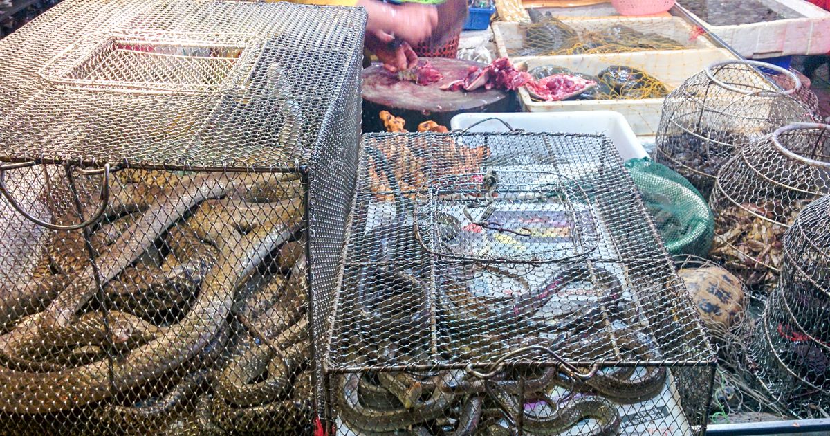 環境サンプルのSARS-CoV-2遺伝子研究によりパンデミックと武漢市場、野生動物取引との関連が判明