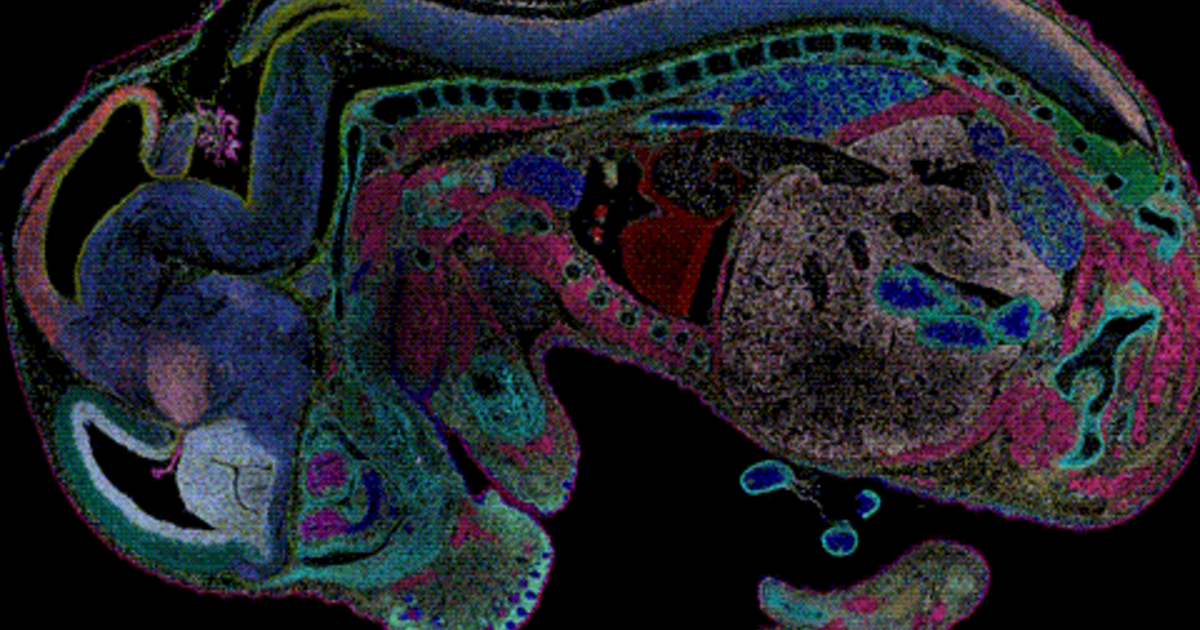 Spatiotemporal transcriptomic maps of whole mouse embryos at the