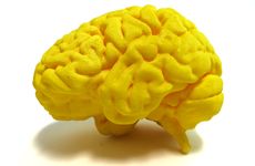 3D Printed Human Brain