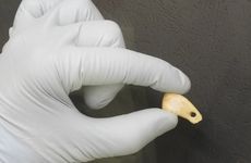 Ancient deer tooth