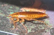 Cockroach