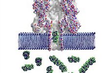Protein nanopore