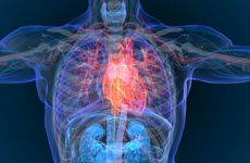 Human heart
