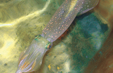Atlantic longfin inshore squid