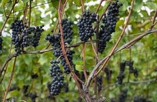 Grapes grapevines