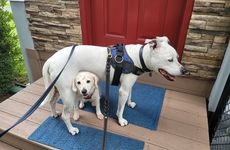 Dogs
