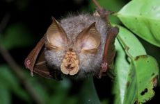 Rhinolophus trifoliatus bat