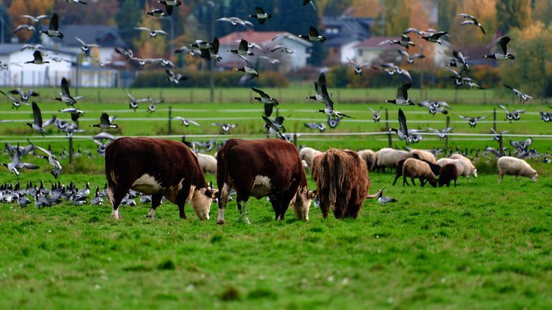 Birds and Cattle